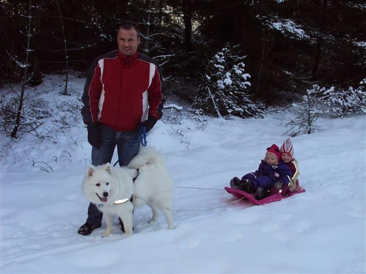 Samojedhund Aslan  "SOLGT" billede 12