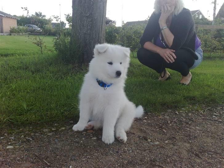 Samojedhund Aslan  "SOLGT" billede 13