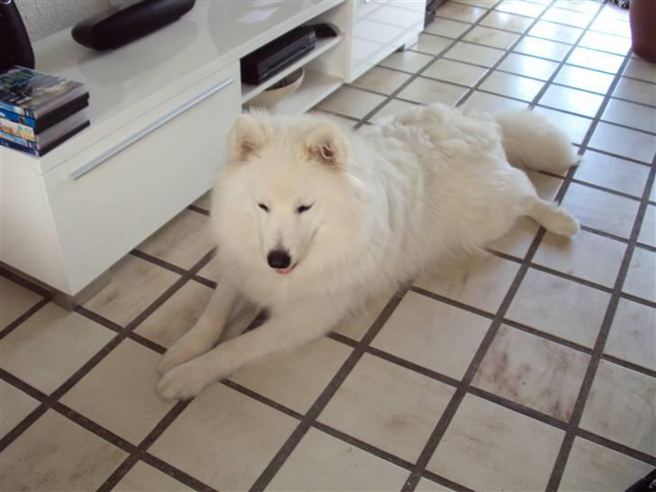 Samojedhund Aslan  "SOLGT" billede 15