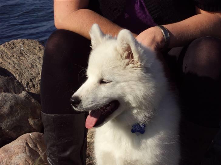 Samojedhund Aslan  "SOLGT" billede 16