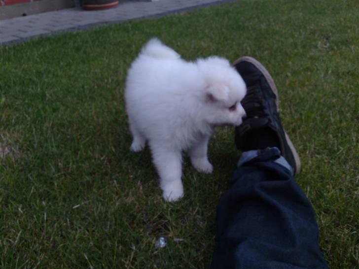 Japansk spids Muffi - Puha, du har sure træ billede 7