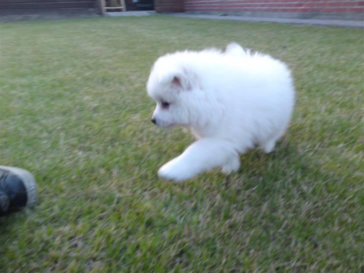 Japansk spids Muffi - Kom her billede 8