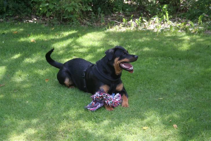 Blanding af racer Bølle Fruelund (Tøssen) billede 9