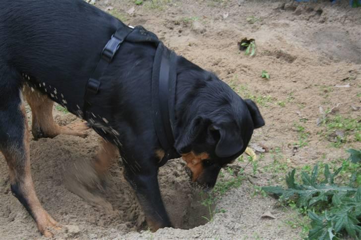 Blanding af racer Bølle Fruelund (Tøssen) billede 10