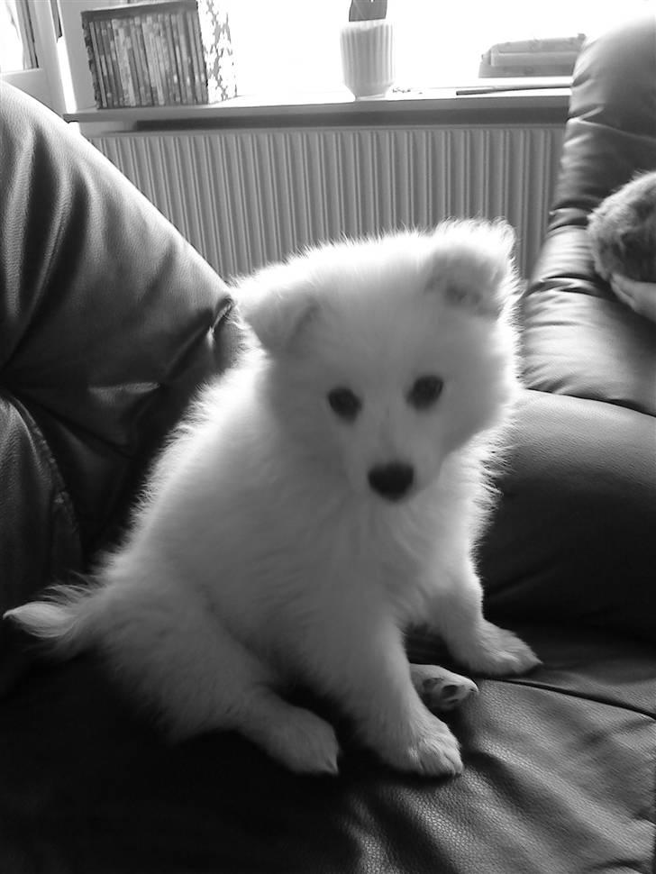 Japansk spids Muffi - Hva laver du ? billede 9