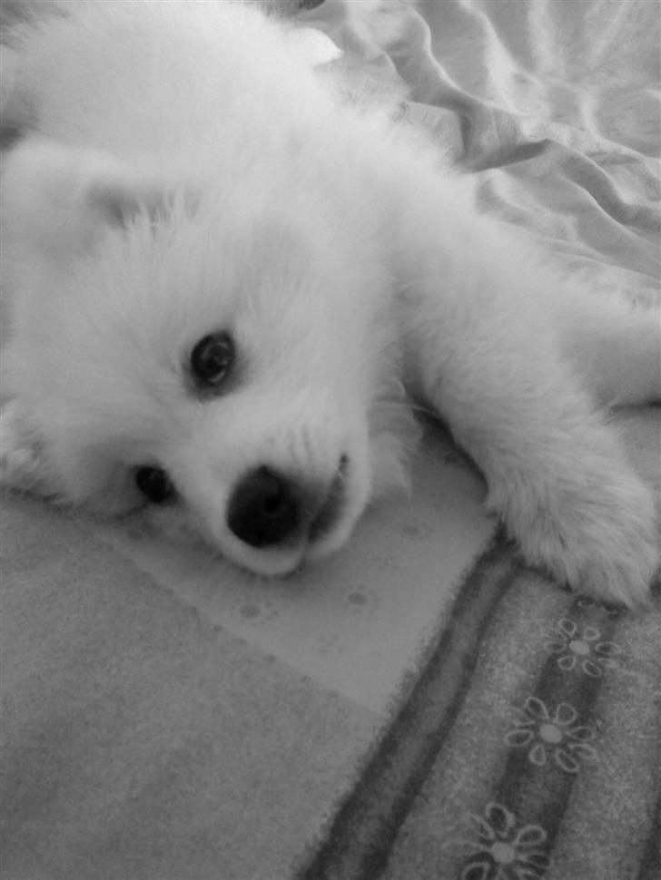 Japansk spids Muffi - Se hvor smuk jeg er billede 10