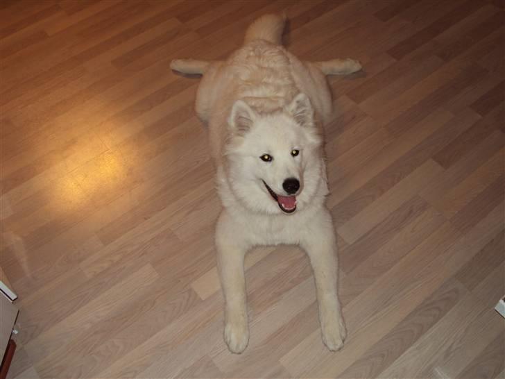 Samojedhund Aslan  "SOLGT" billede 17