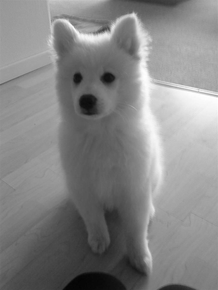 Japansk spids Muffi - Gi mig det kødben billede 11