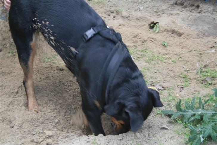 Blanding af racer Bølle Fruelund (Tøssen) billede 11