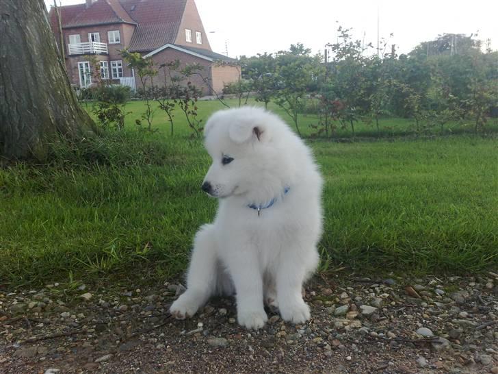 Samojedhund Aslan  "SOLGT" billede 18