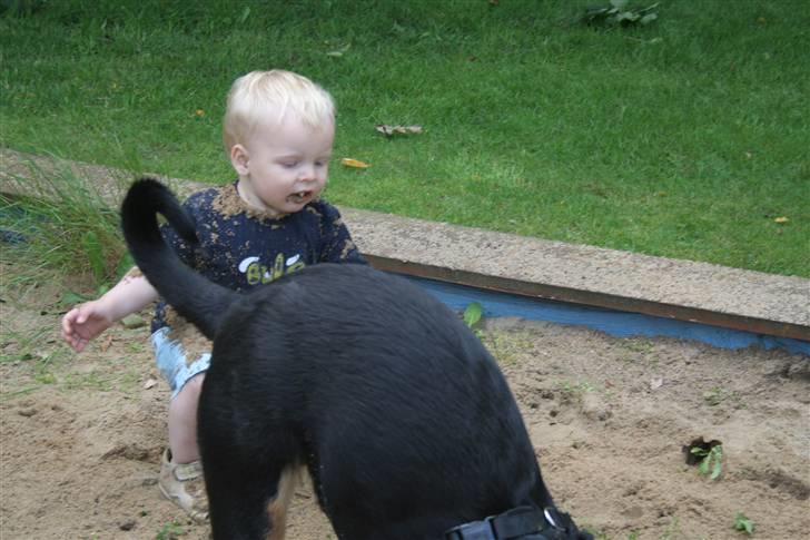 Blanding af racer Bølle Fruelund (Tøssen) billede 12