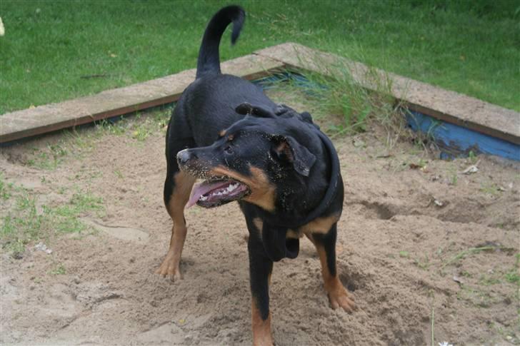 Blanding af racer Bølle Fruelund (Tøssen) billede 13