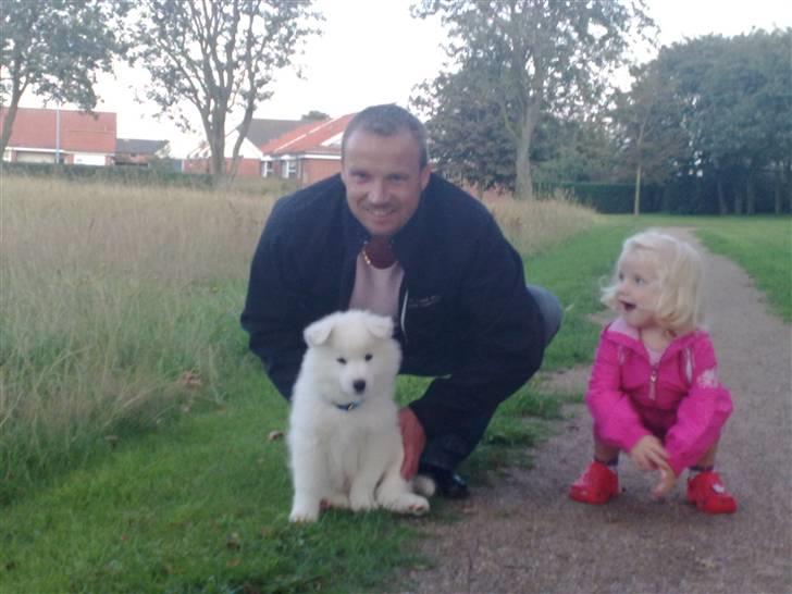 Samojedhund Aslan  "SOLGT" billede 19