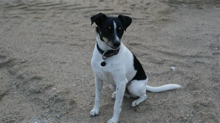 Dansk svensk gaardhund Snoopy os kaldet Numse billede 13