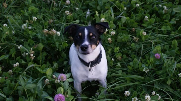 Dansk svensk gaardhund Snoopy os kaldet Numse billede 14