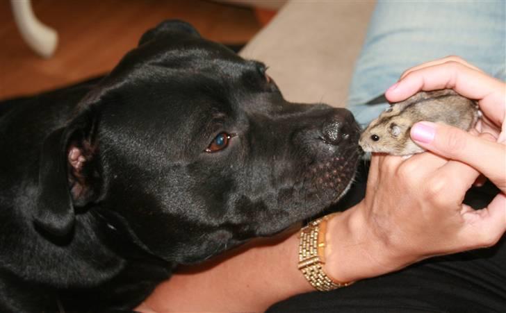 Staffordshire bull terrier Manse billede 18