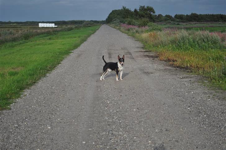 Bullterrier miniature Elton - på gåtur i store vildmose billede 5