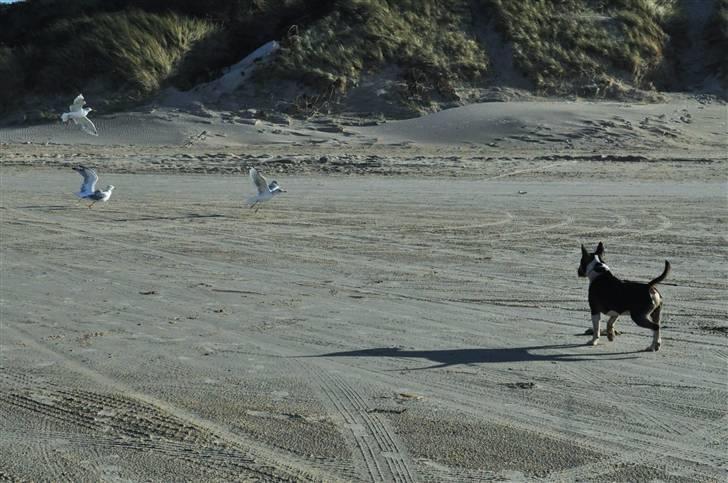 Bullterrier miniature Elton - hey veeent.. jeg skal lige "spørge" om noget... billede 3