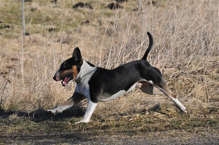 Bullterrier miniature Elton billede 12