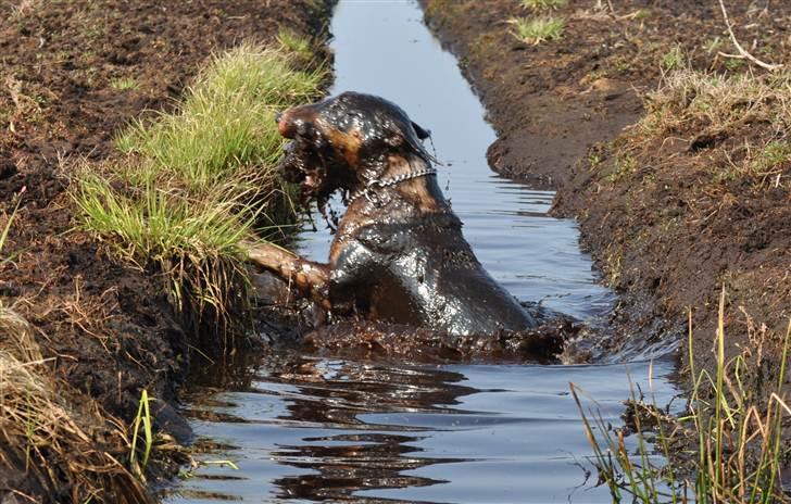 Bullterrier miniature Elton - Loch Nelton stiger op af mosen billede 7