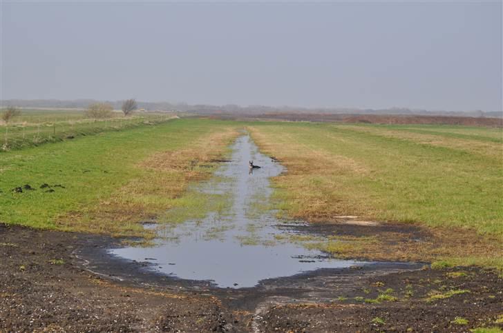 Bullterrier miniature Elton - Ja ja ja ...kommer nu.. .. billede 9