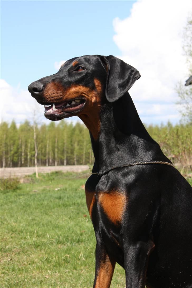 Dobermann Speedy - ja ... dette er mig 10 måneder gammel billede 9