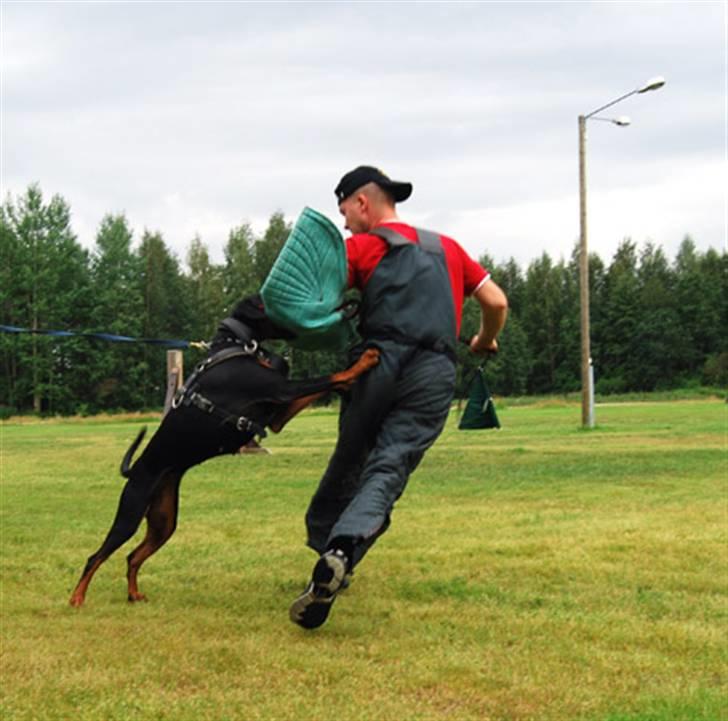 Dobermann Speedy - endelig en fødselsesdagsgave man kan sætter sine tænder i - ummm billede 10
