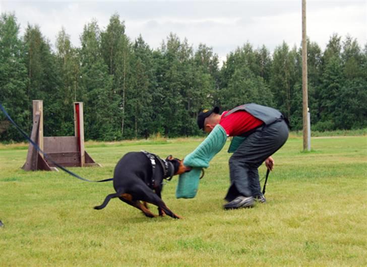 Dobermann Speedy - og så tror han, at jeg vil give slip - glem det ... billede 11