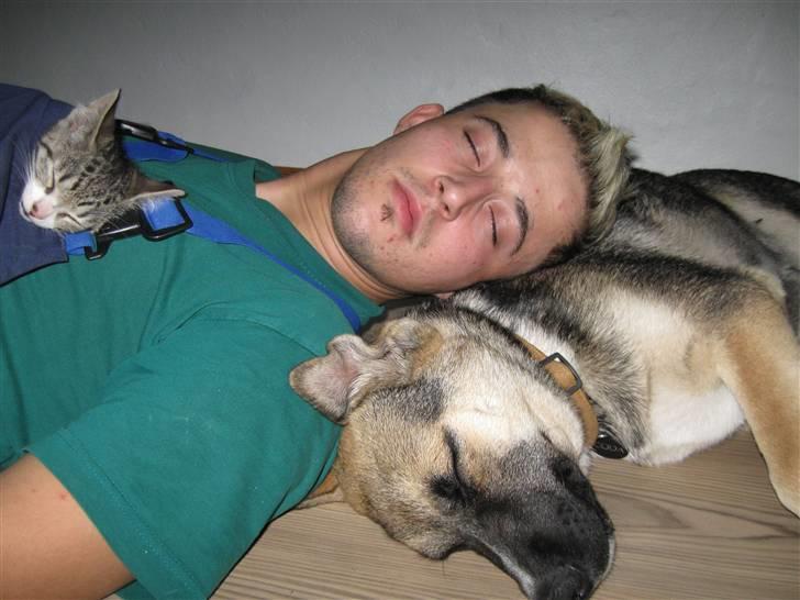 Blanding af racer Coda <'3 - Dejlig lur :) Alle sover som en sten !! Hehe billede 6