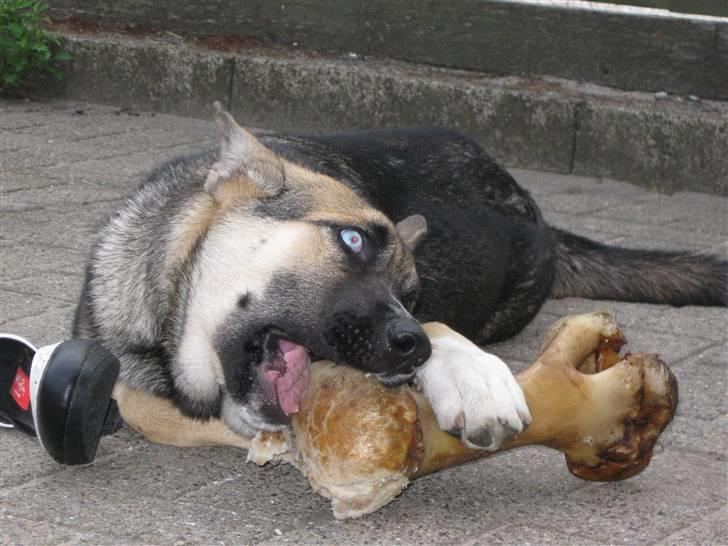 Blanding af racer Coda <'3 billede 7