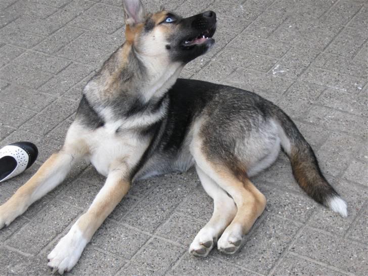 Blanding af racer Coda <'3 - De fluer er mega træls , jeg kan ikke få fat i dem ! Grr .. billede 8