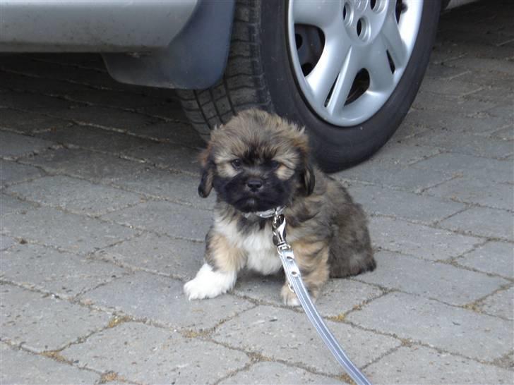 Lhasa apso Simba - 8 uger billede 2