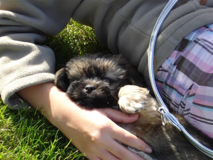 Lhasa apso Simba - 8 uger billede 4