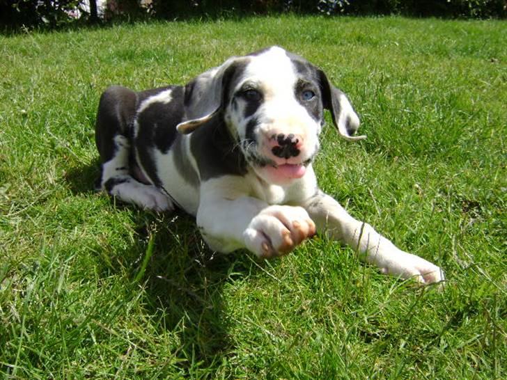 Grand danois Loke billede 3