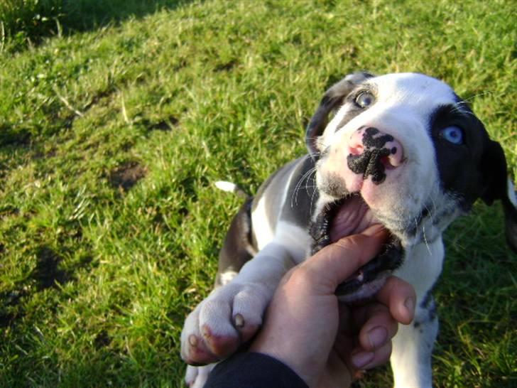 Grand danois Loke - Loke 5 uger billede 4