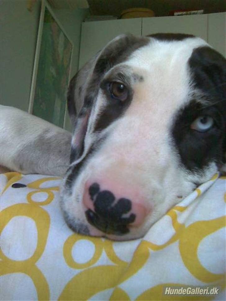 Grand danois Loke billede 5