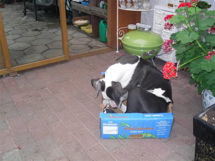 Grand danois Loke - Putter hos naboen billede 6