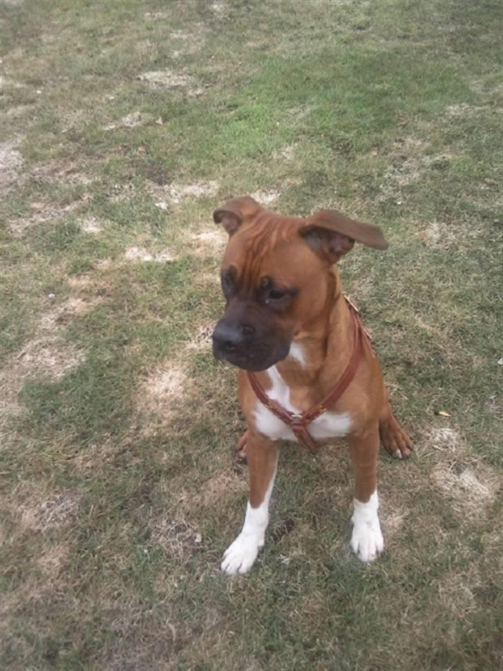 Blanding af racer Cato boxer/amstaff billede 7