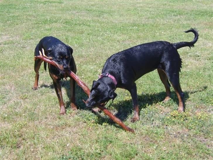 Rottweiler Chica - chica og kæresten niko hygger med deres ynglings pind :) billede 9