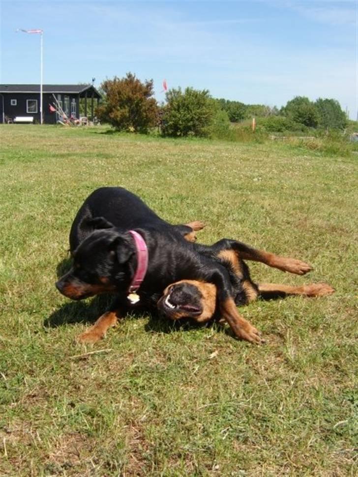 Rottweiler Chica billede 10