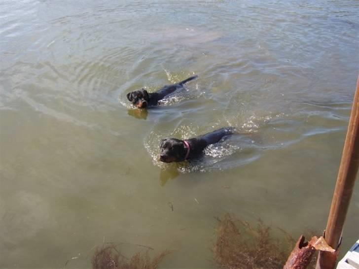 Rottweiler Chica - køler af med en dejlig svømmetur, det er hårdt at ha sort tøj på i det varme vejr :) billede 11