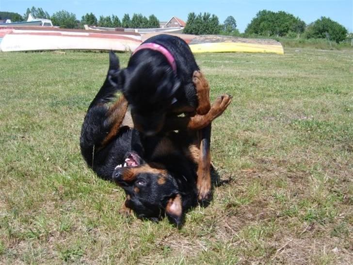 Rottweiler Chica billede 12