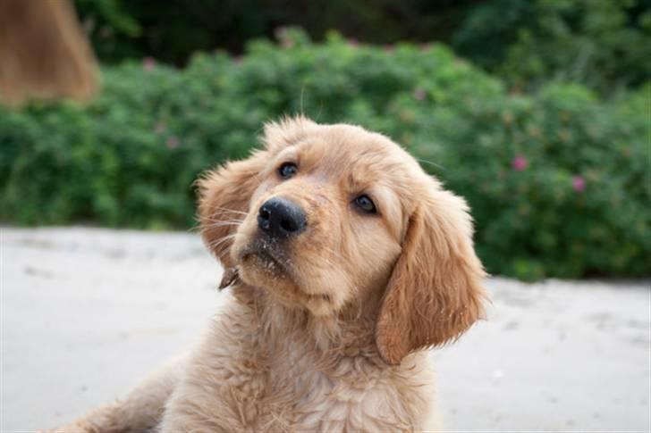 Golden retriever Soey - Soey, 9 uger og 4 dage... første dag på STRANDEN billede 1