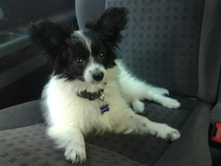 Papillon Balou *Bor Hos Veninde* billede 1