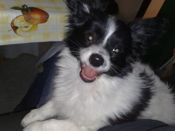 Papillon Balou *Bor Hos Veninde* billede 2