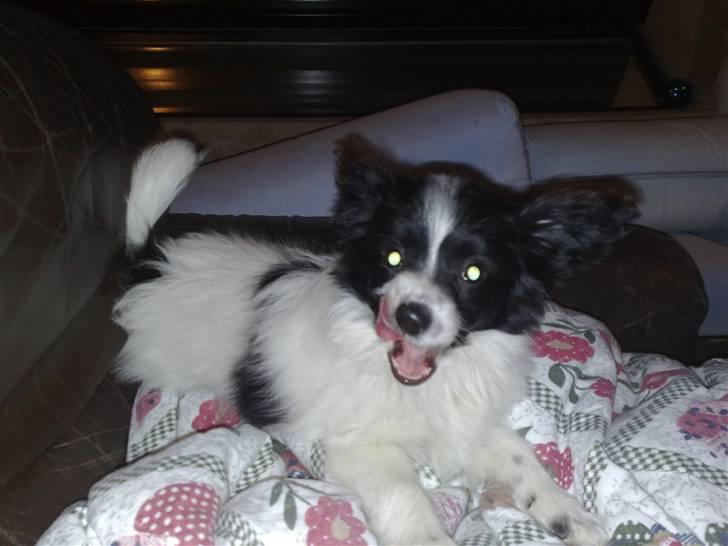 Papillon Balou *Bor Hos Veninde* billede 3