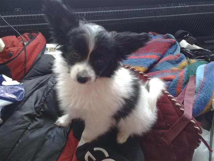 Papillon Balou *Bor Hos Veninde* billede 4