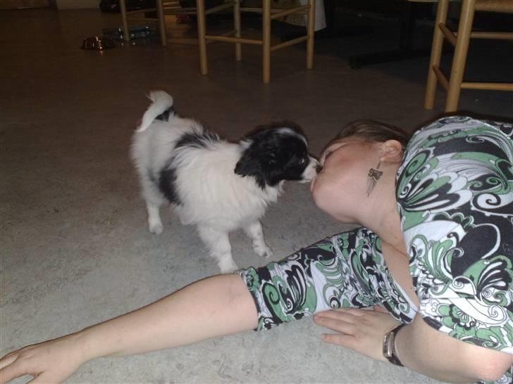 Papillon Balou *Bor Hos Veninde* billede 5