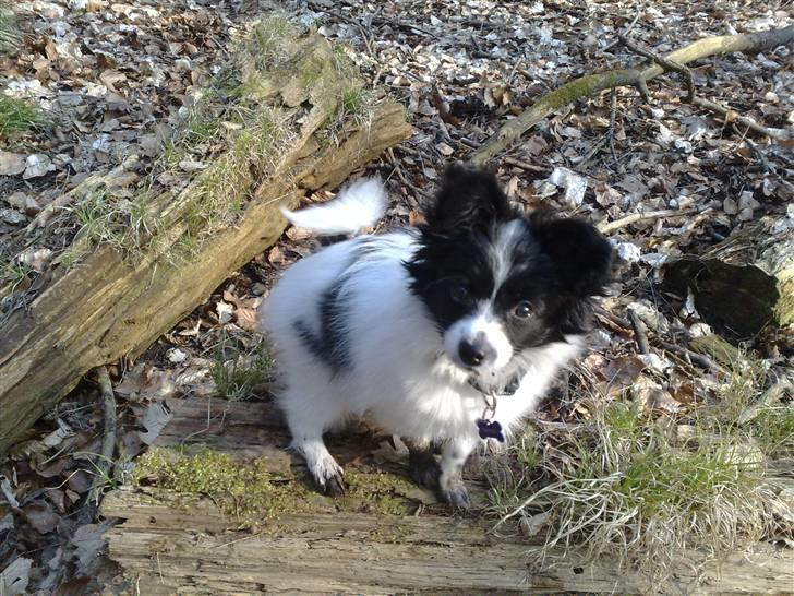 Papillon Balou *Bor Hos Veninde* billede 6