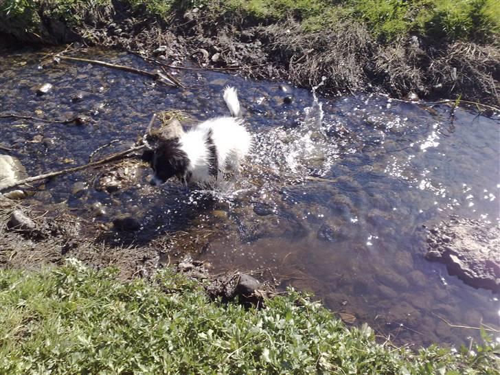 Papillon Balou *Bor Hos Veninde* - Lidt vandhund er man vel altid ;-) billede 7